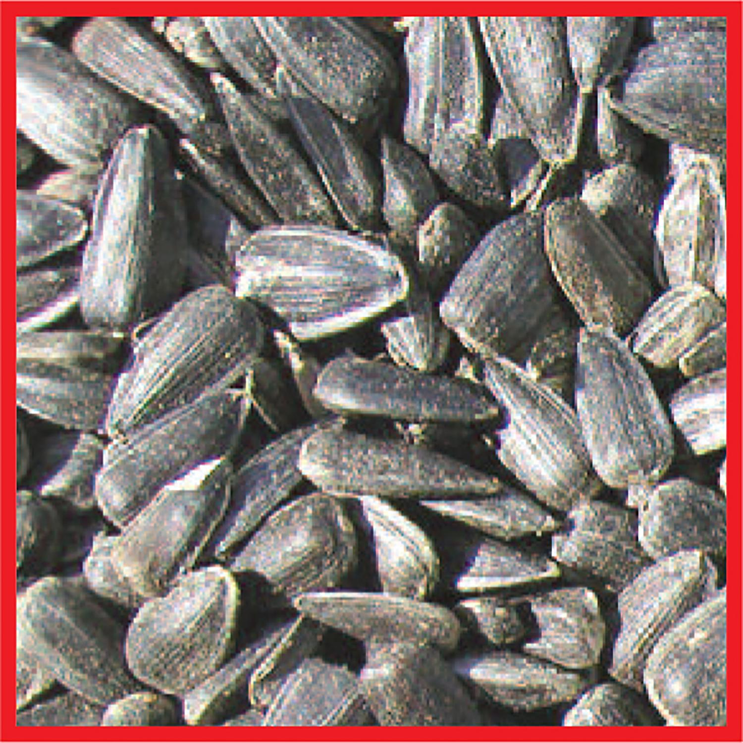 Cole's Assorted Species Black Oil Sunflower Wild Bird Food 8 lb