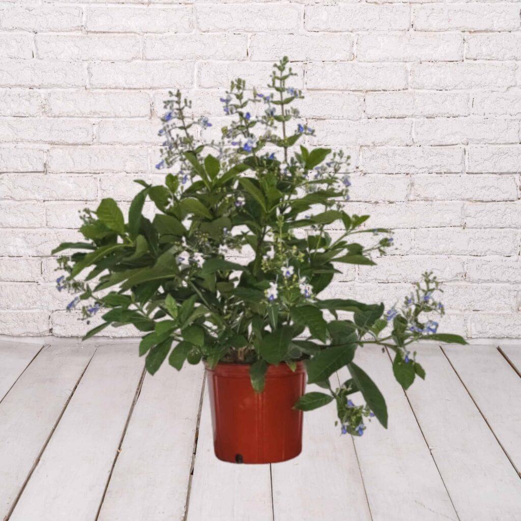 10in TC BUTTERFLY BUSH
