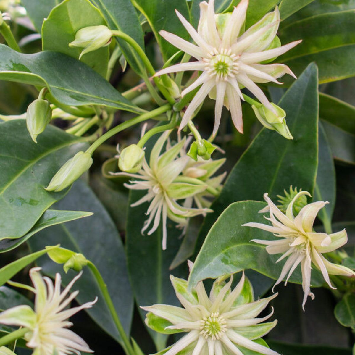Plant White Anise - 3 Gallon Pot