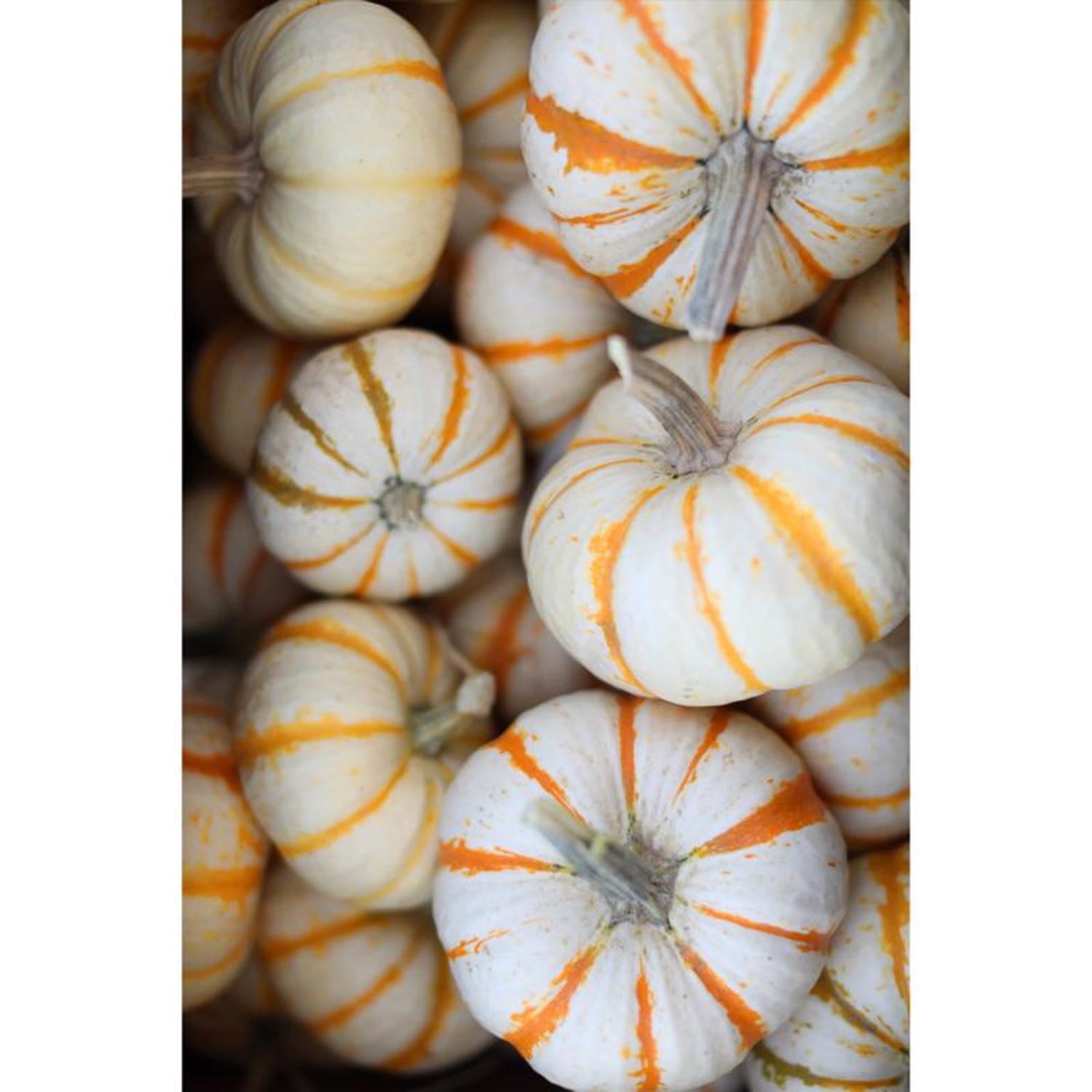 Frey Farms Sarah's Home Grown Orange Mini Pumpkins 3