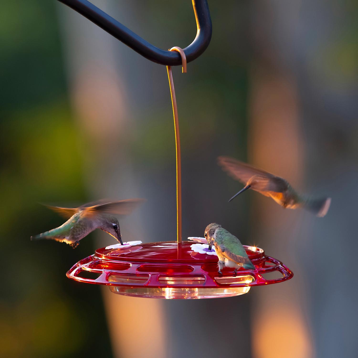More Birds Hummingbird Plastic 3-in-1 Nectar Bird Feeder 3 ports