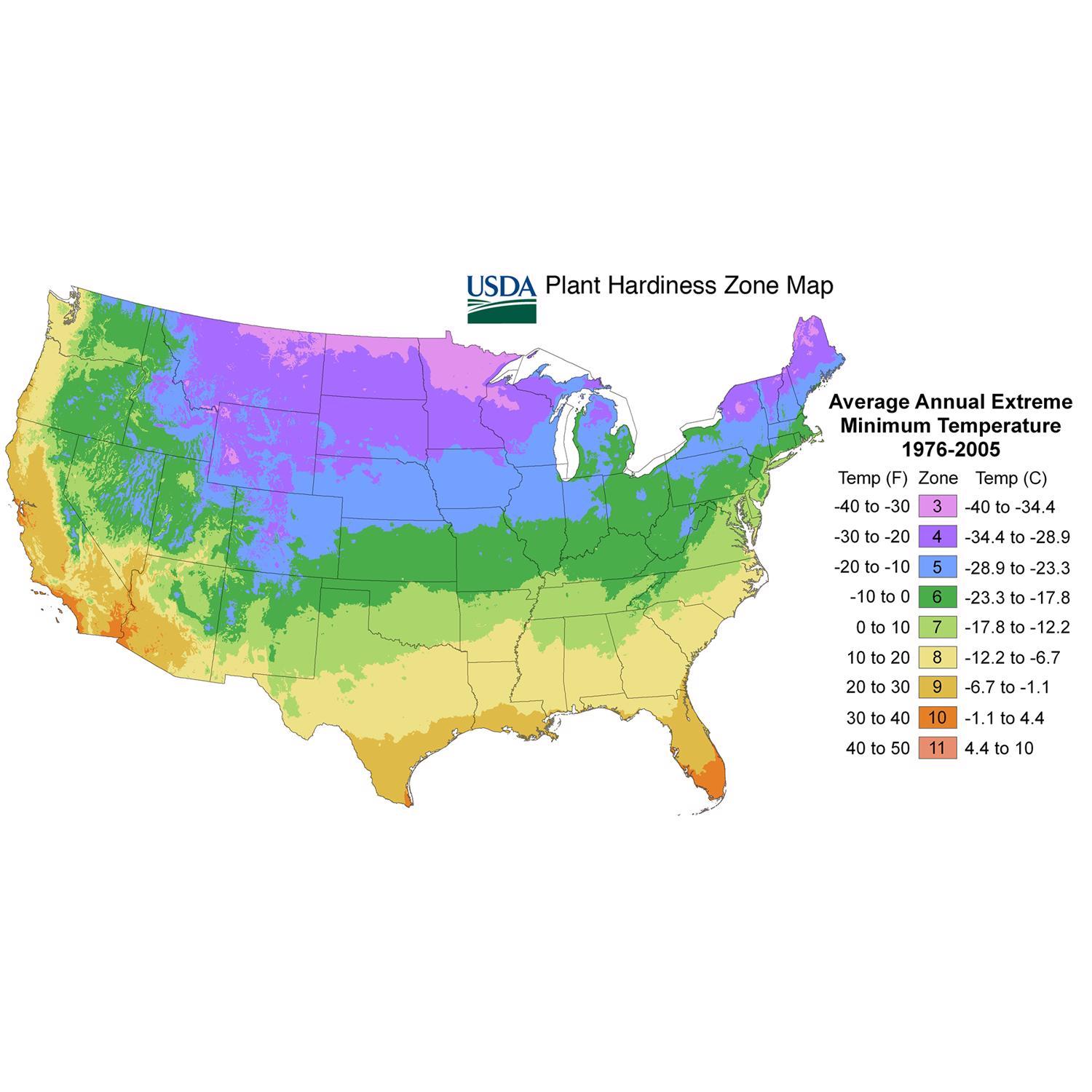 Plant DeGroot Lily Bulb Asiatic  Mixed 14-16CM 1pk