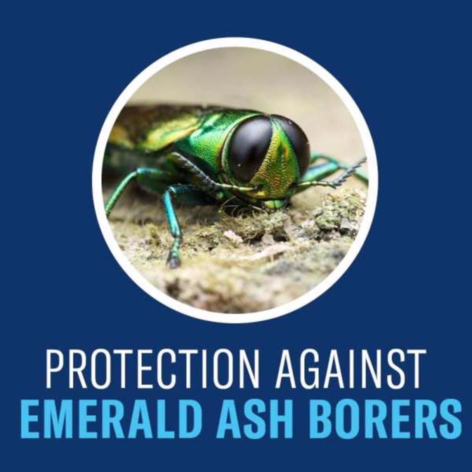 BioAdvanced 12 Month Tree and Shrub Protect & Feed Concentrate 32 oz