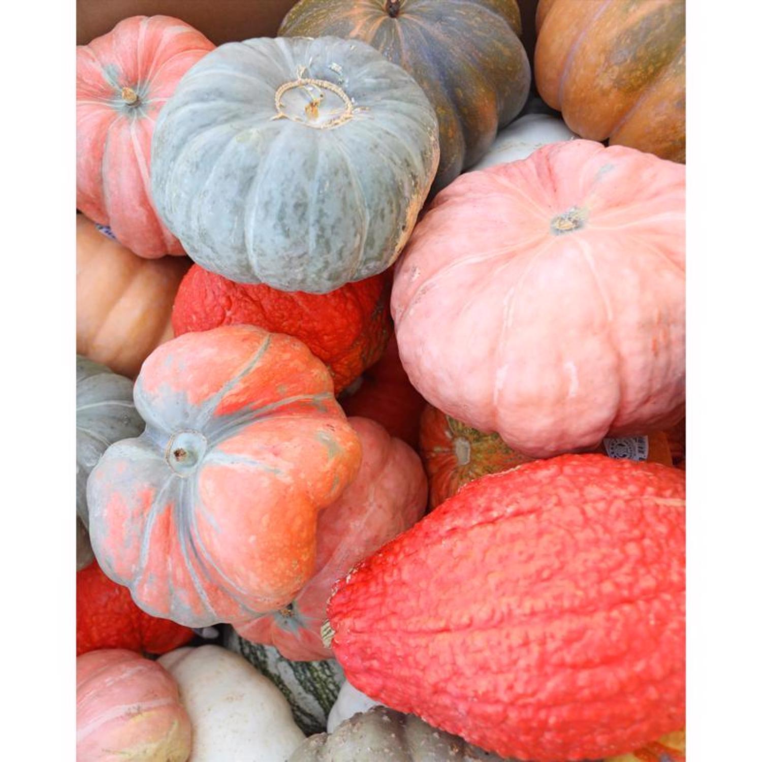 Frey Farms Sarah's Home Grown Autumn Couleur Pumpkin