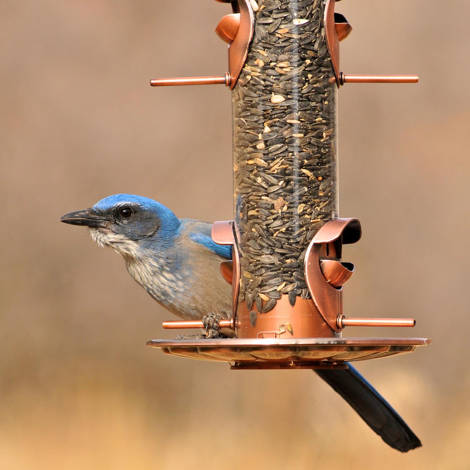 Perky-Pet Wild Bird and Finch 1.8 lb Copper Bird Feeder 4 ports