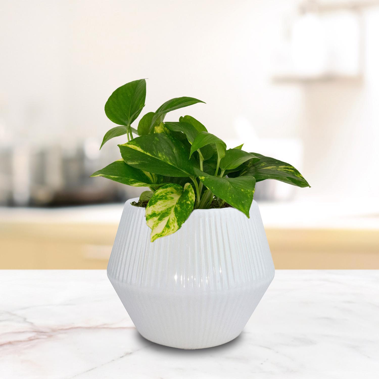 Trendspot Rena 6.5 in. H X 8 in. W X 8 in. D X 8 in. D Ceramic Planter White
