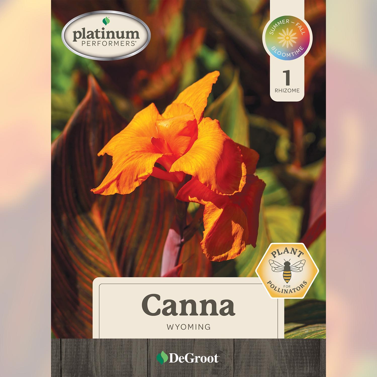 Plant DeGroot Canna Bulb Wyoming Orange 1pk