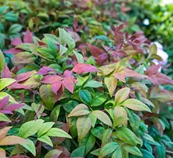 Plant Nandina Blush Pink 3DP