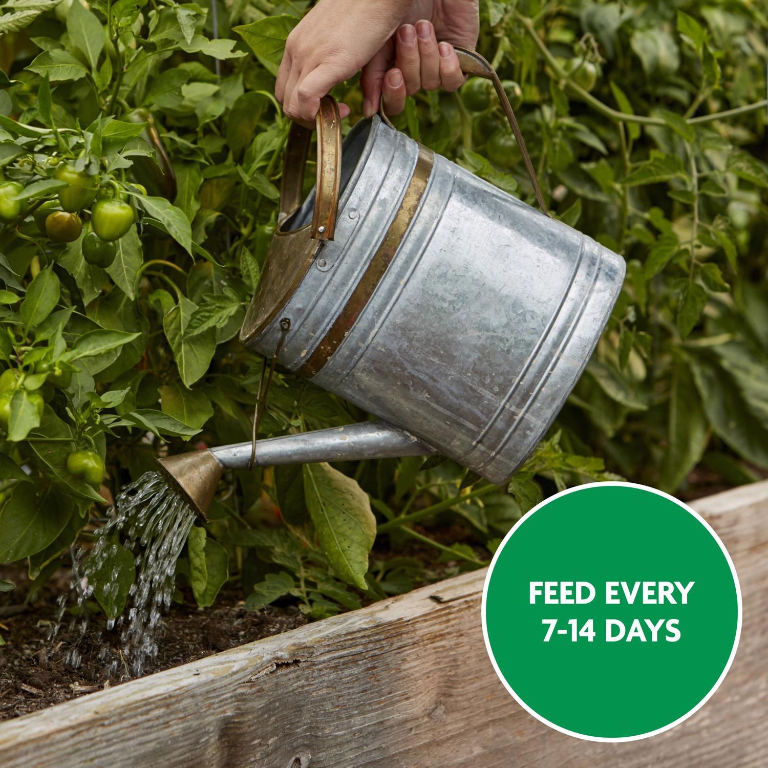 Miracle-Gro Granules Tomato Plant Food 1.5 lb