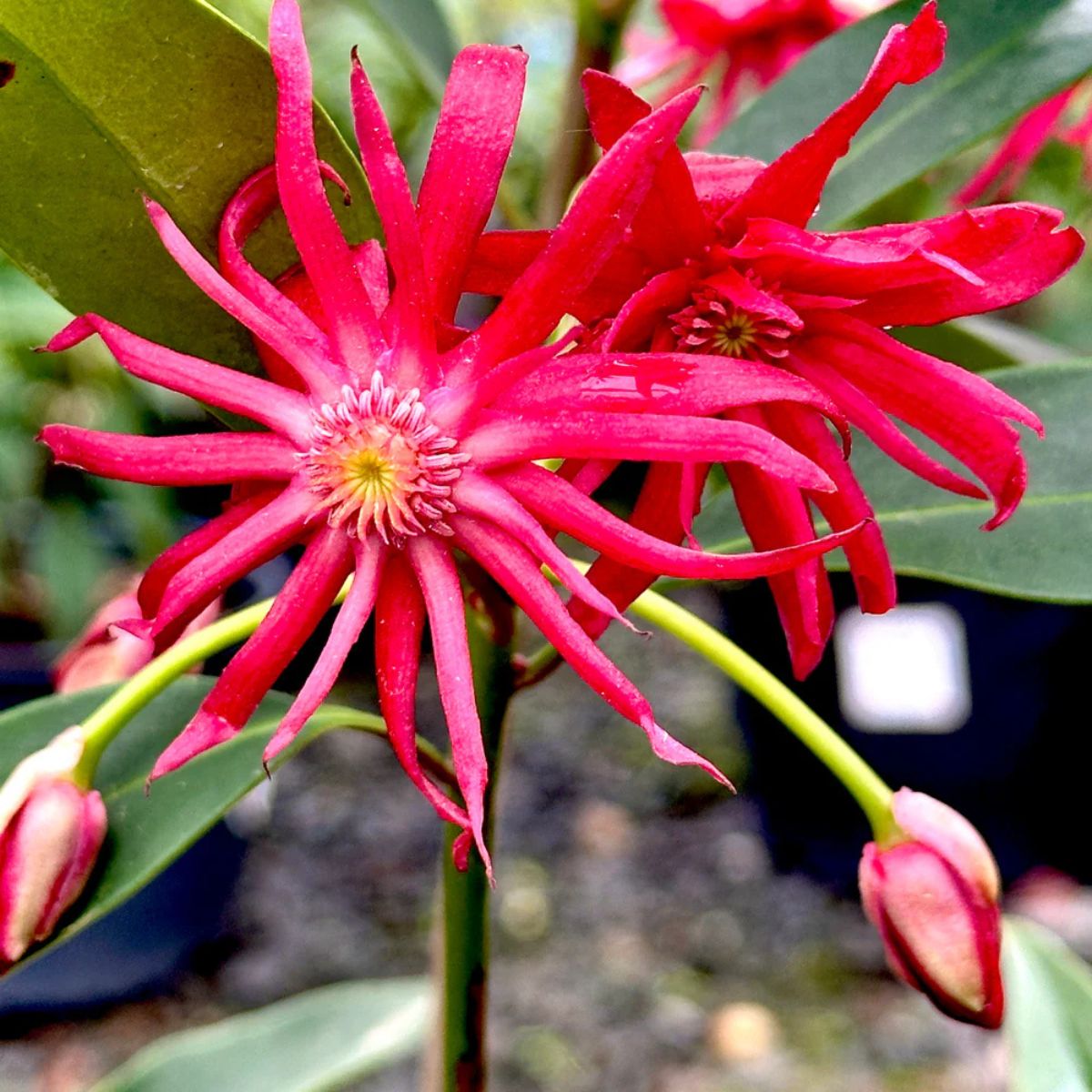 Plant Red Anise - 3 Gallon Pot