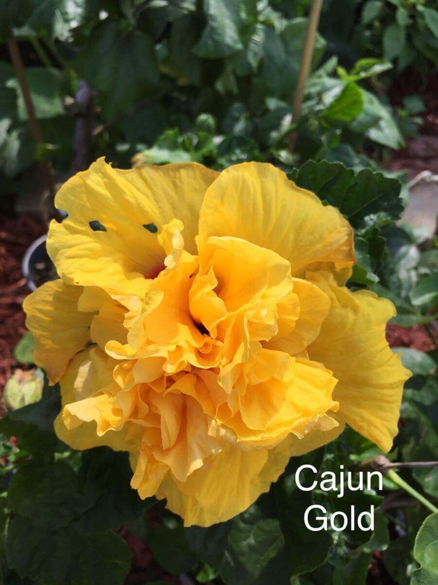 1 gal.  Cajun Hibiscus Plant