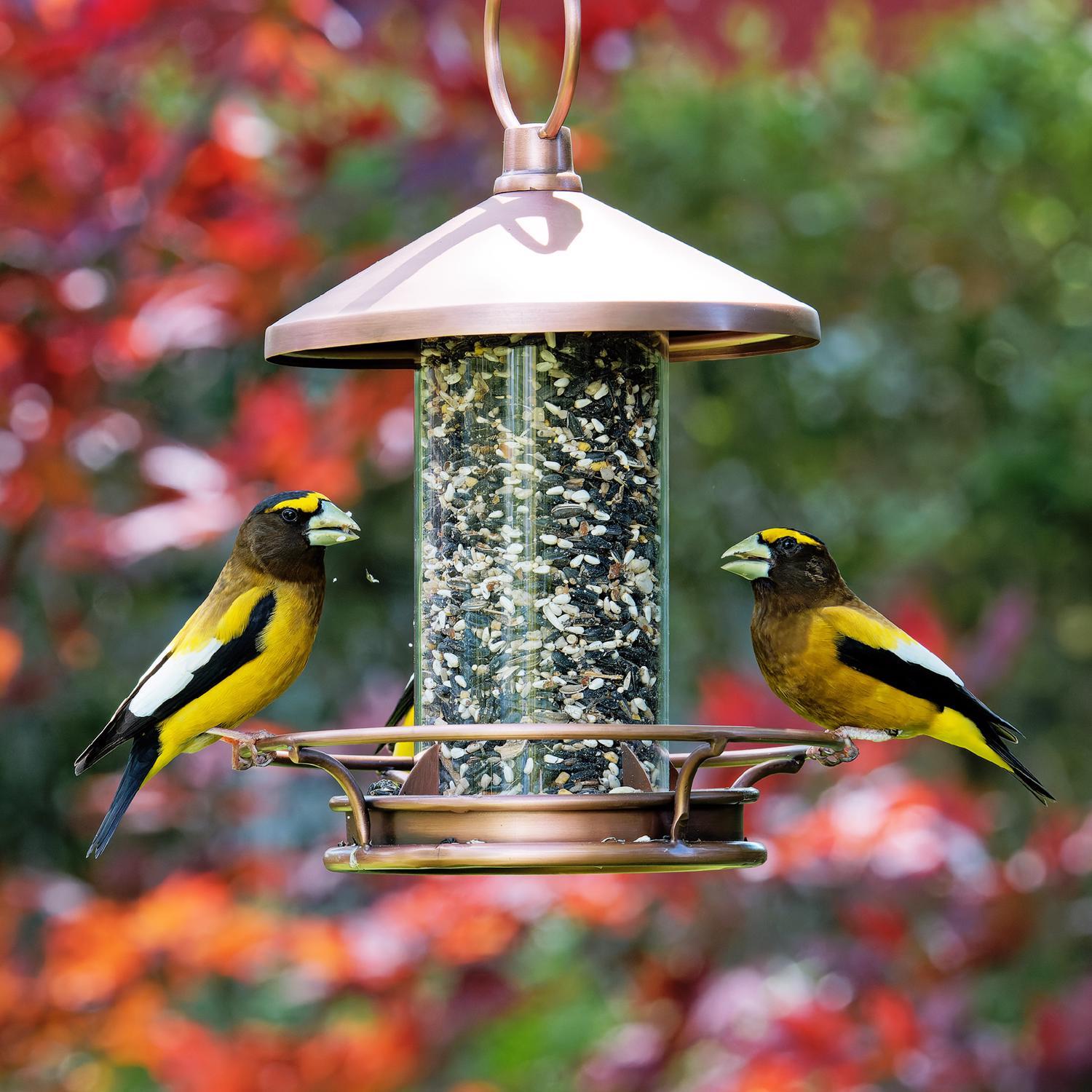 Songbird Selections Songbird Crunch Wild Bird Food 10 lb