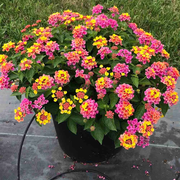Lantana Asst 2gal