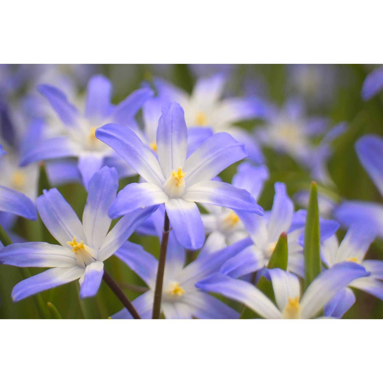 DeGroot Flower Bulb
