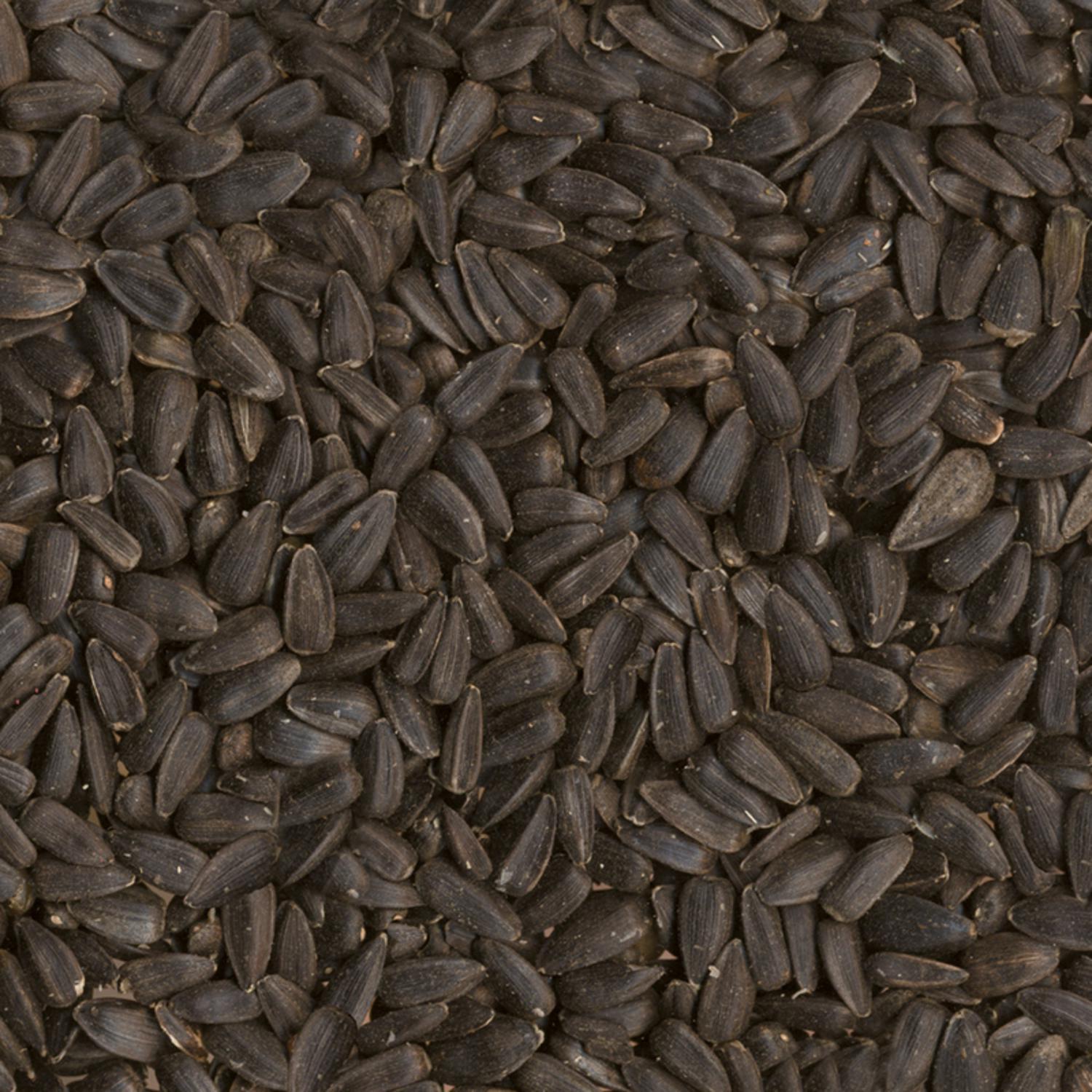 Ace Black Oil Sunflower Seed Wild Bird Food 20 lb