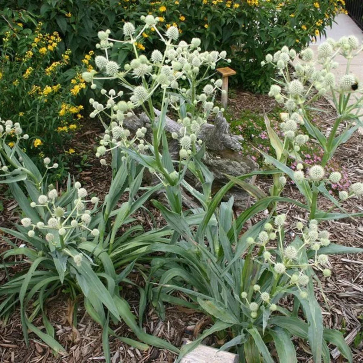Plant Rattlesnake Master - 1 Gallon Pot