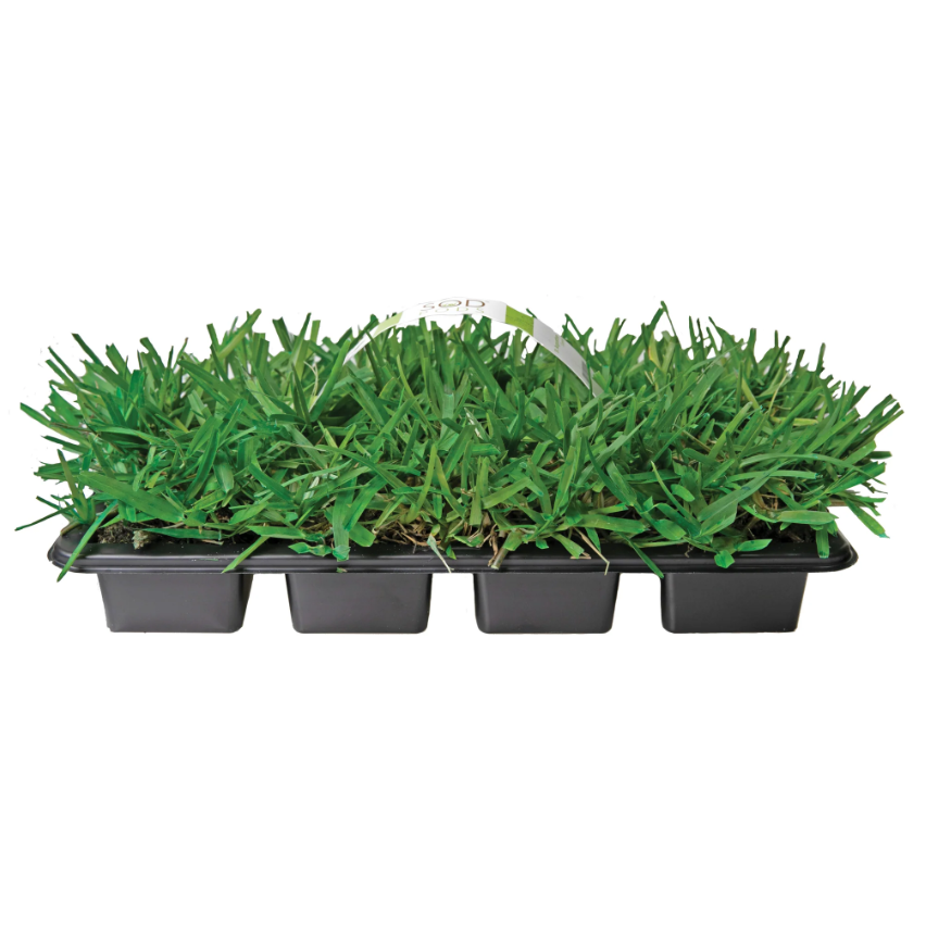 Floratam St. Augustine Grass Plugs 8 pack