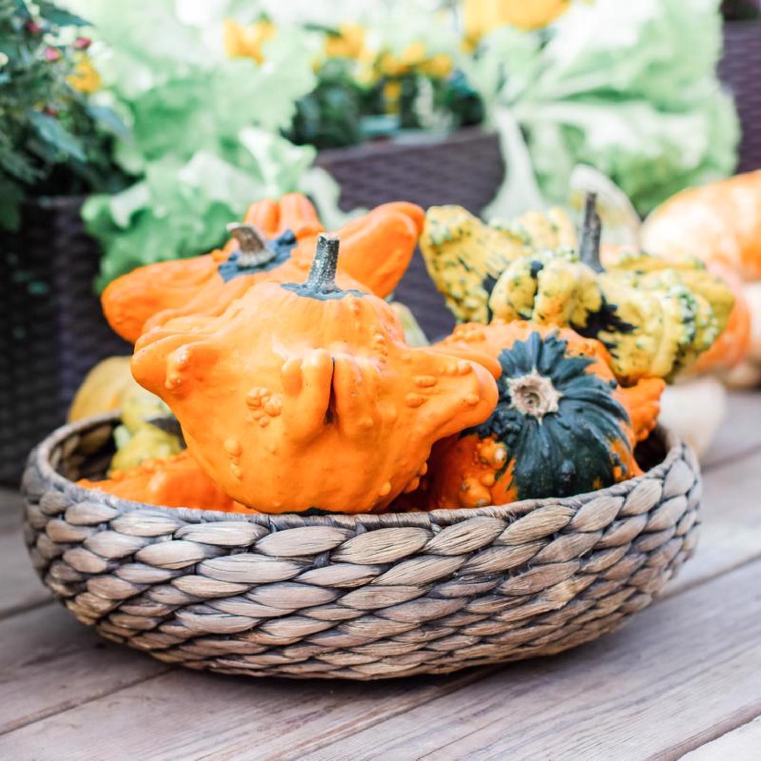 Frey Farms Sarah's Home Grown Assorted Pumpkins and Gourds 6