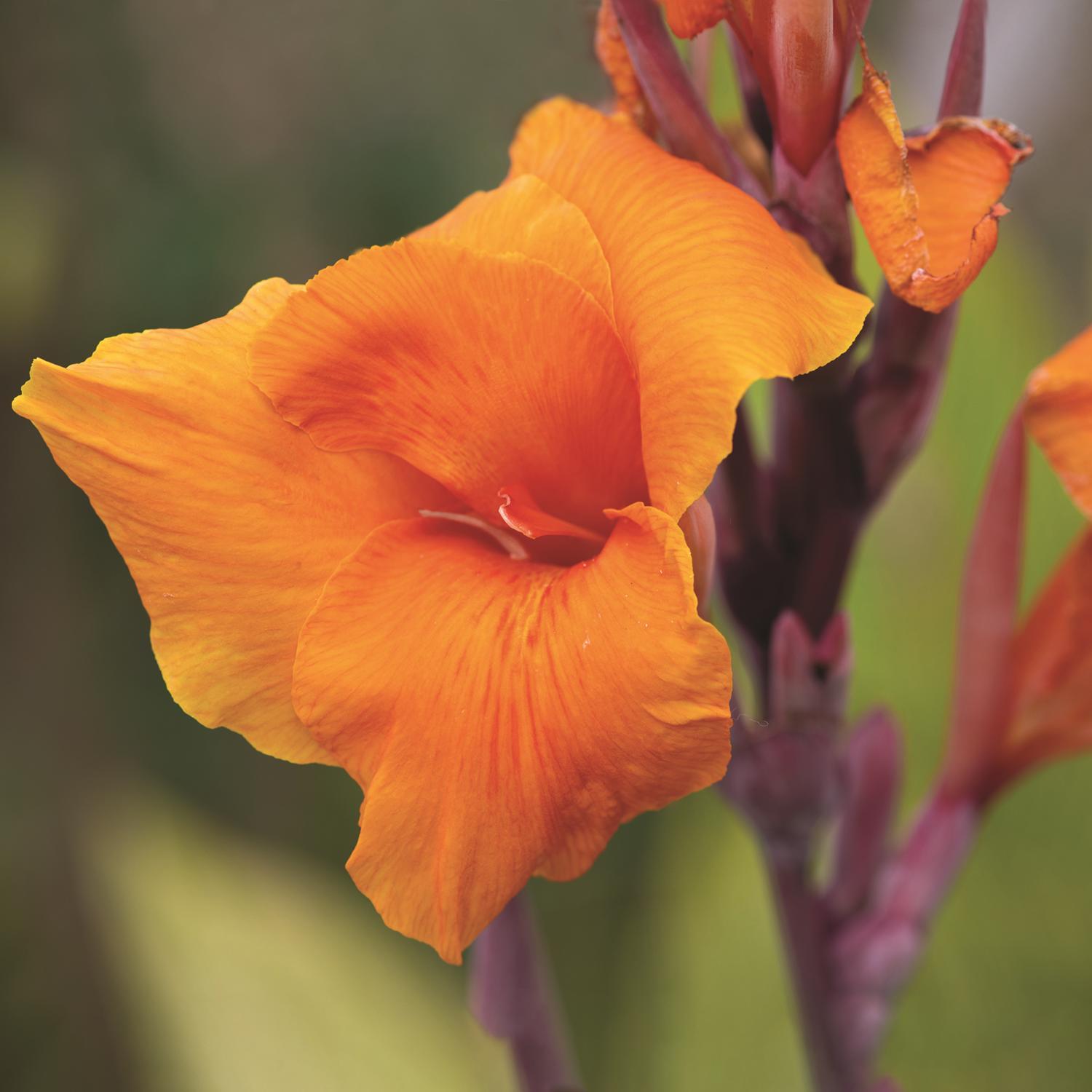 Plant DeGroot Canna Bulb Wyoming Orange 1pk