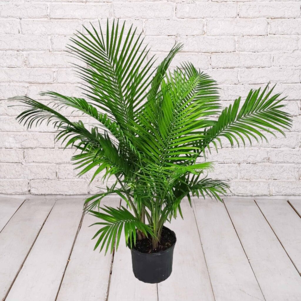 7G MAJESTY PALM