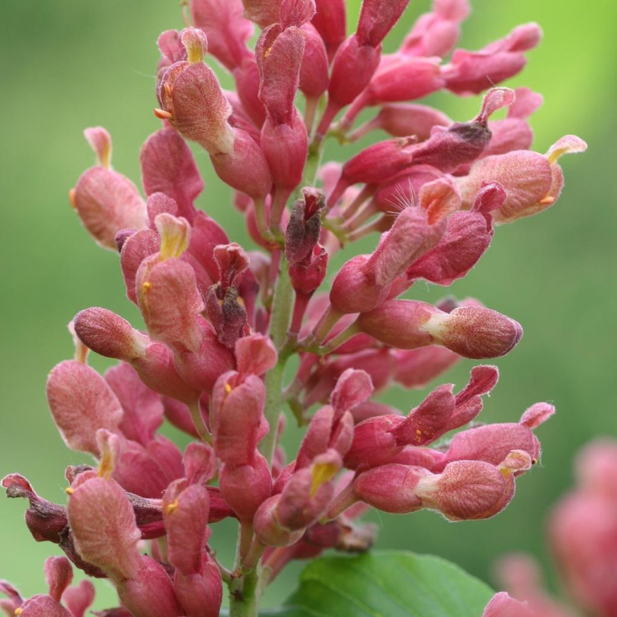 Tree Red Buckeye -  3 Gallon Pot