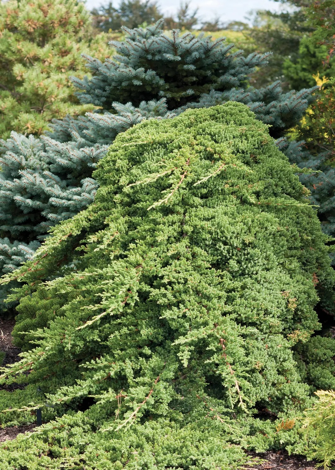 Green Leaf Greenmound Procumbens Juniper, 1 lb.