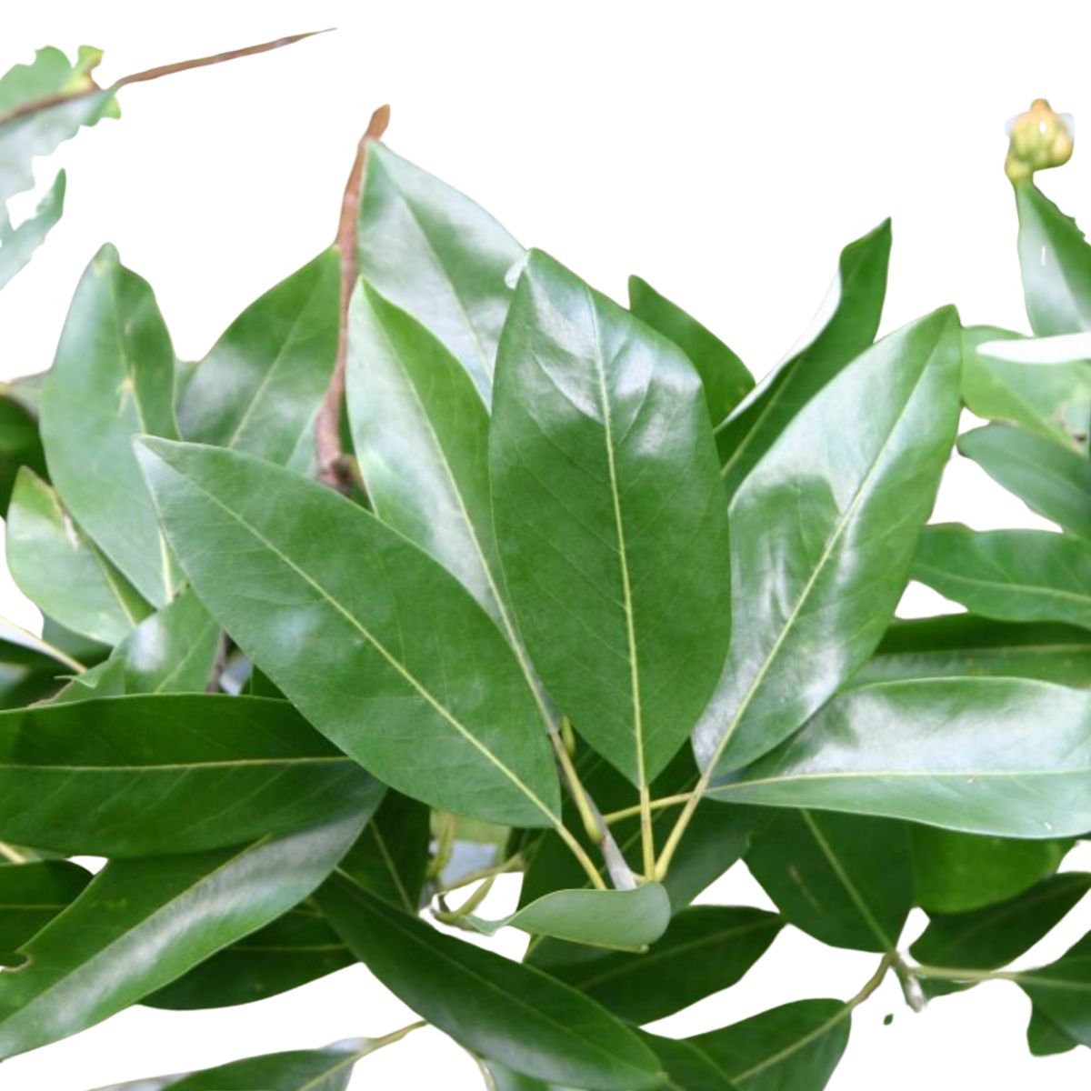 Tree Sweetbay Magnolia - 3 Gallon Pot