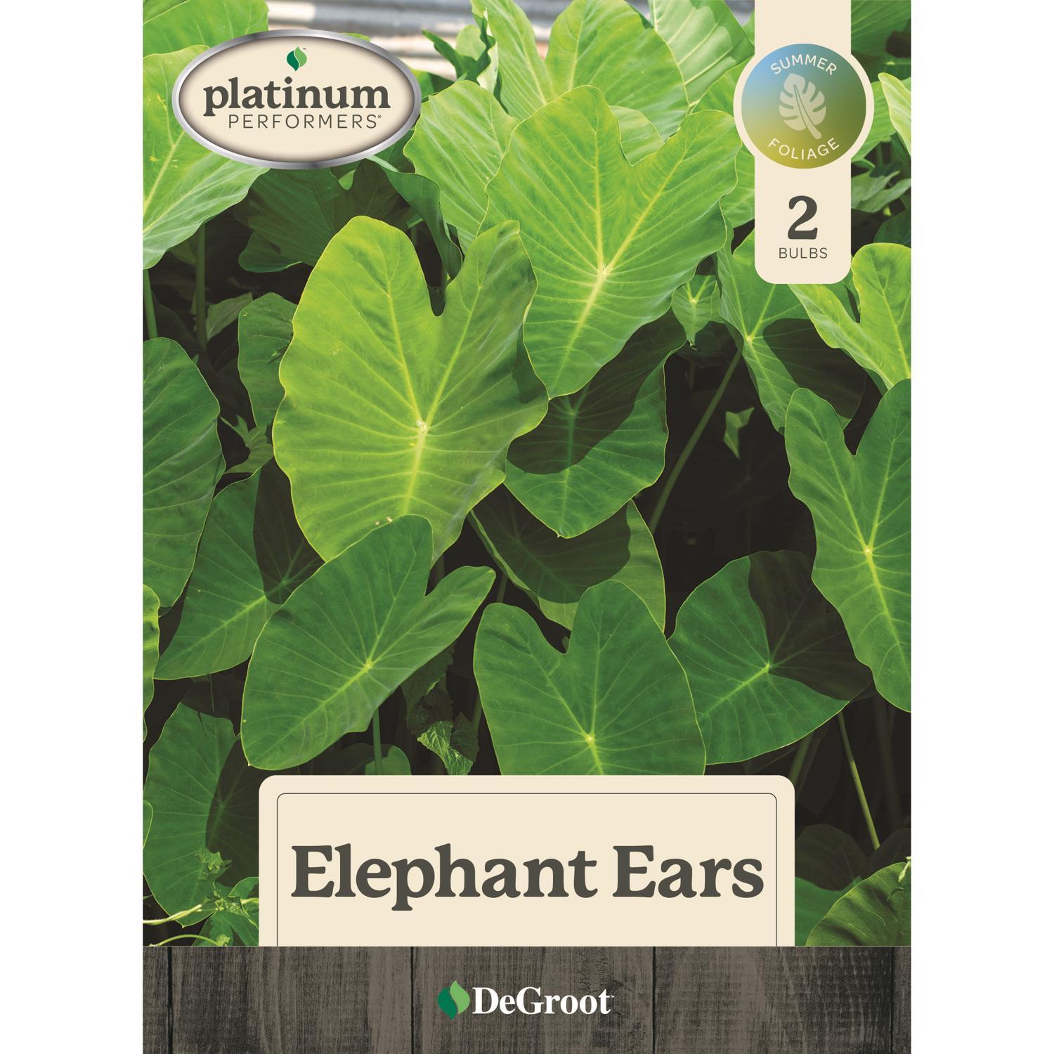 DeGroot Elephant Ears Bulb 2 pk