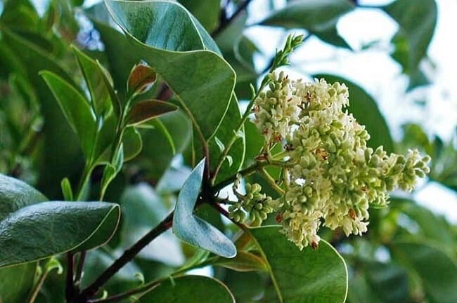 Waxleaf Ligustrum 1G