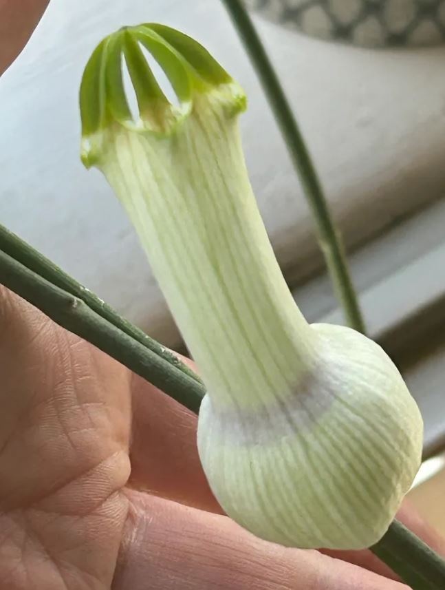 Plant Succulent Ceropegia Ampliata 1G