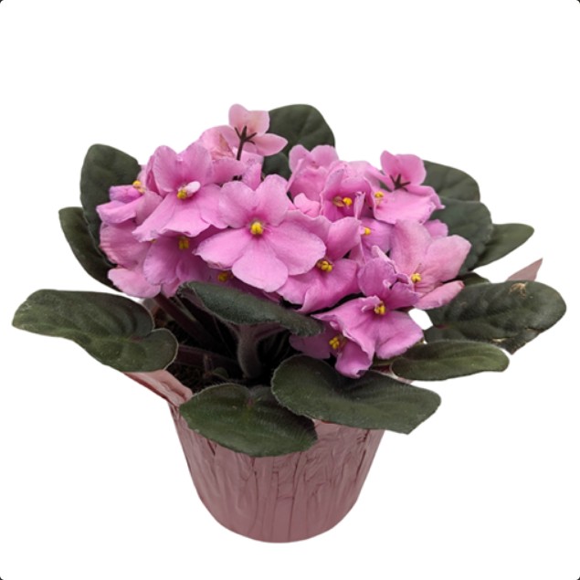 Plan HB Violet 6 in.