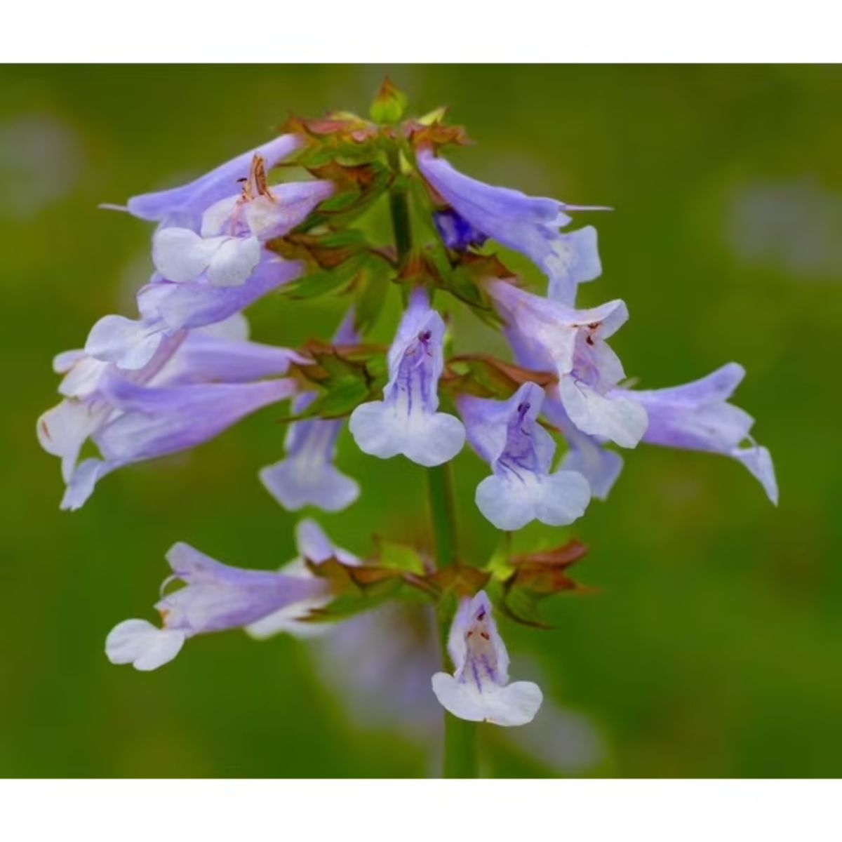 Lyreleaf Sage Plant (Salvia lyrata) - 1G
