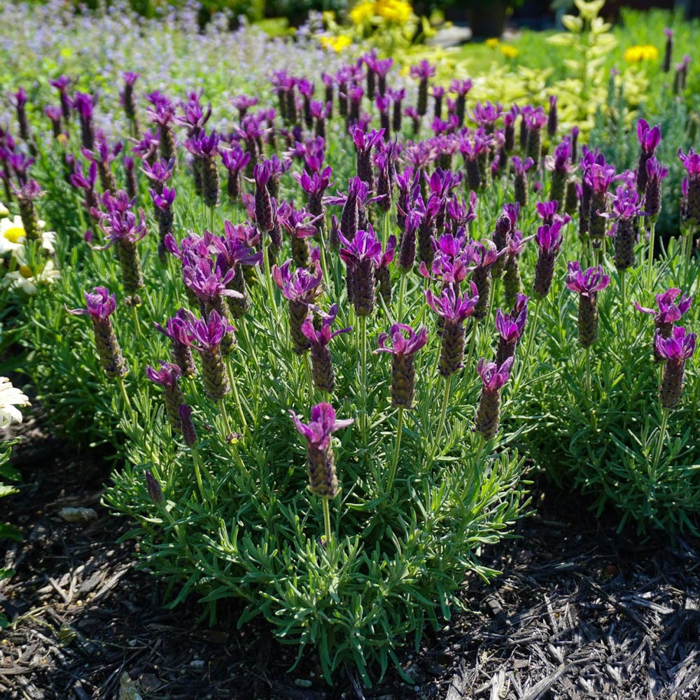 Lavandula stoechas Primavera