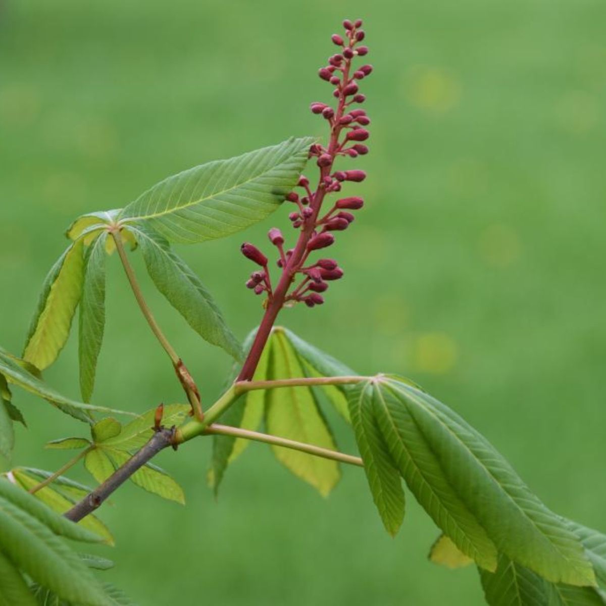 Tree Red Buckeye -  3 Gallon Pot