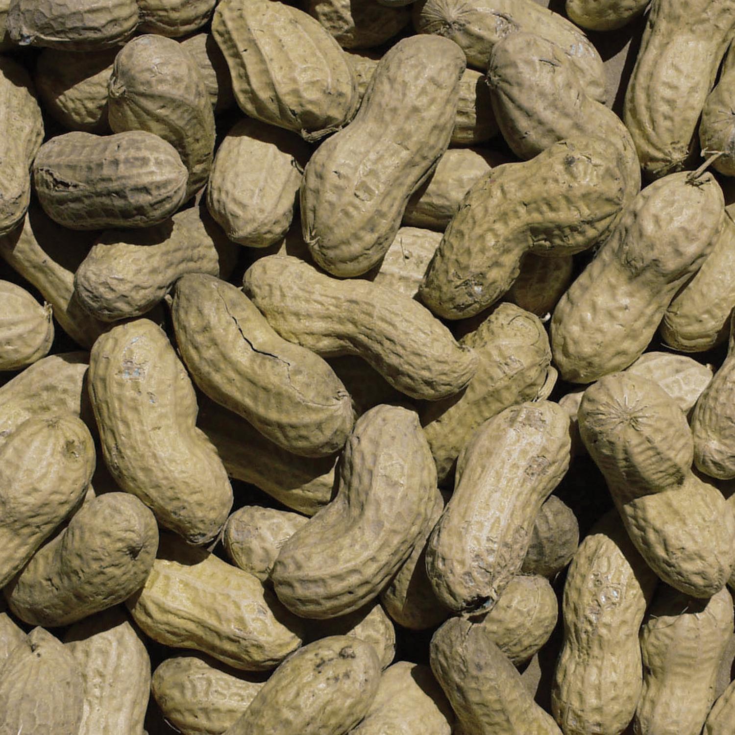 Ace In-Shell Peanuts 5 lb