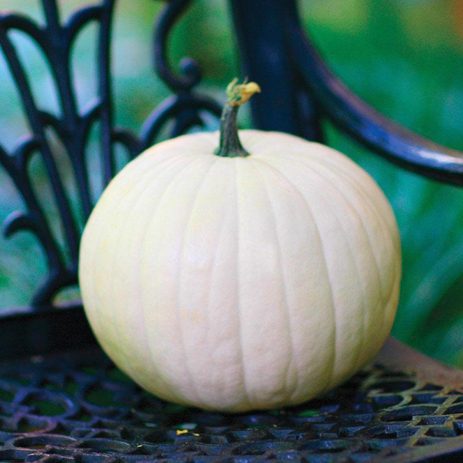 Frey Farms Sarah's Home Grown White Pumpkin