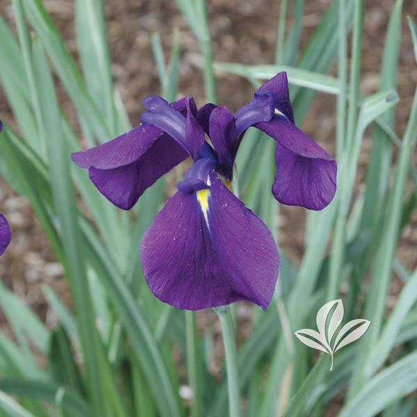 Plant Iris Assortment #1