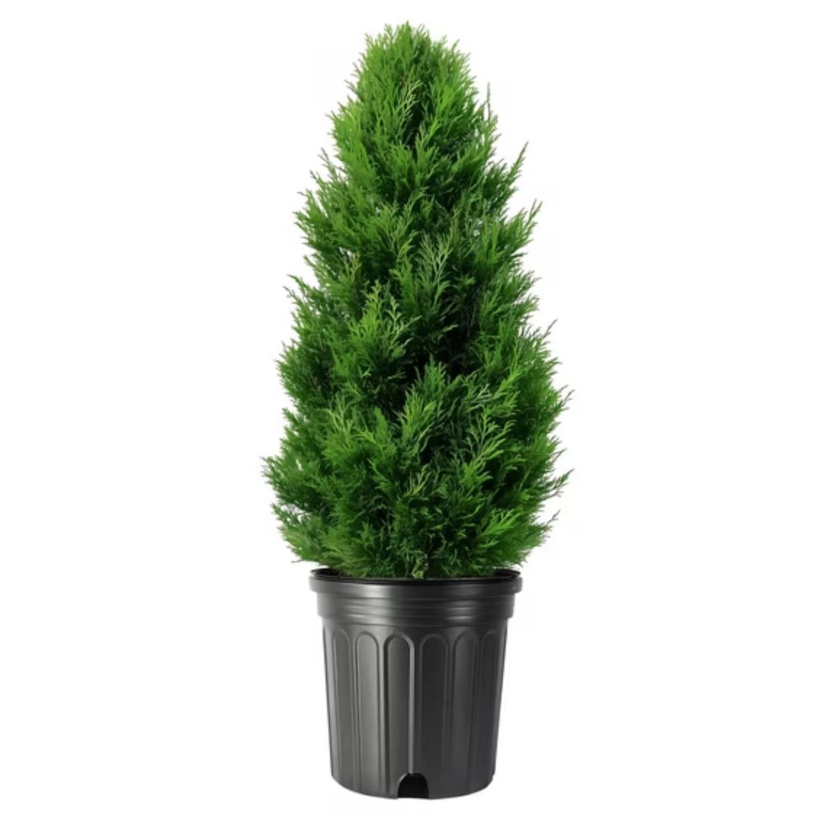 Plant Baker Arboviate 3 gallon