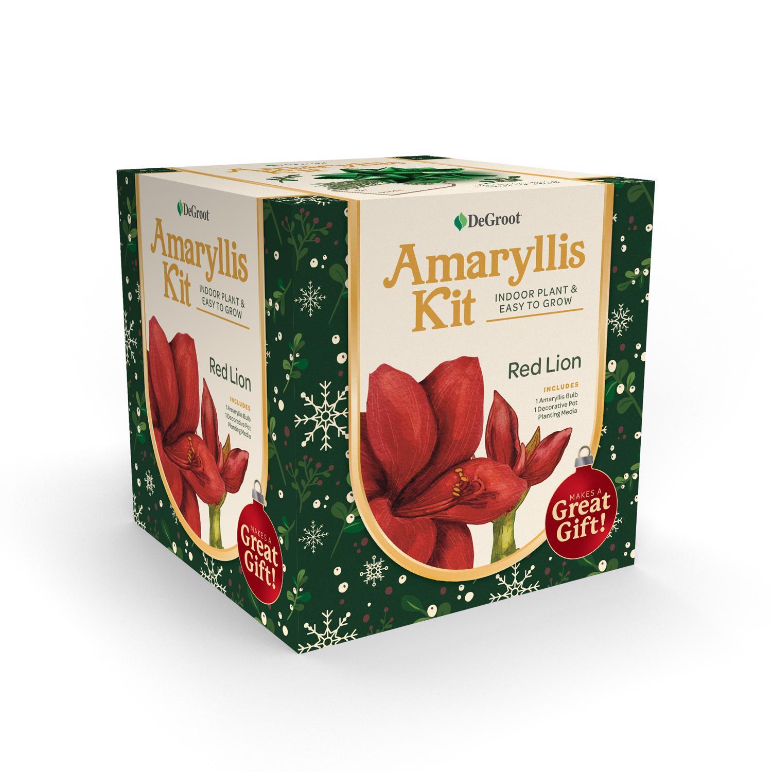 DeGroot Amaryllis Gift Box Bulb Kit 1 pk (ASSORTED COLORS)