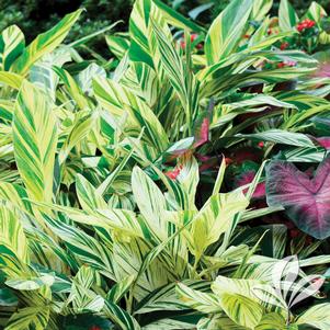 Tropical Ginger Variegated 3g