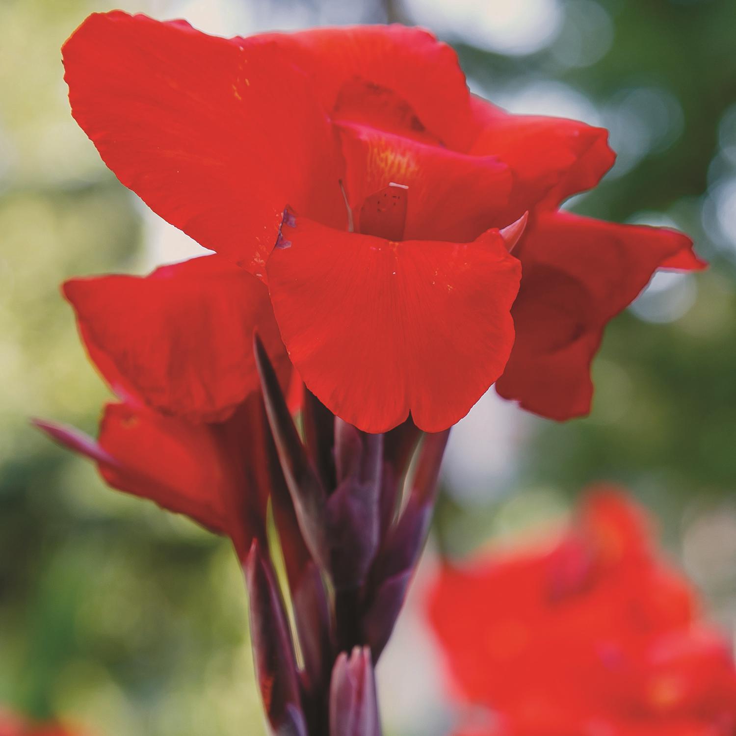 Plant DeGroot Canna Bulb Red King Humbert 1pk