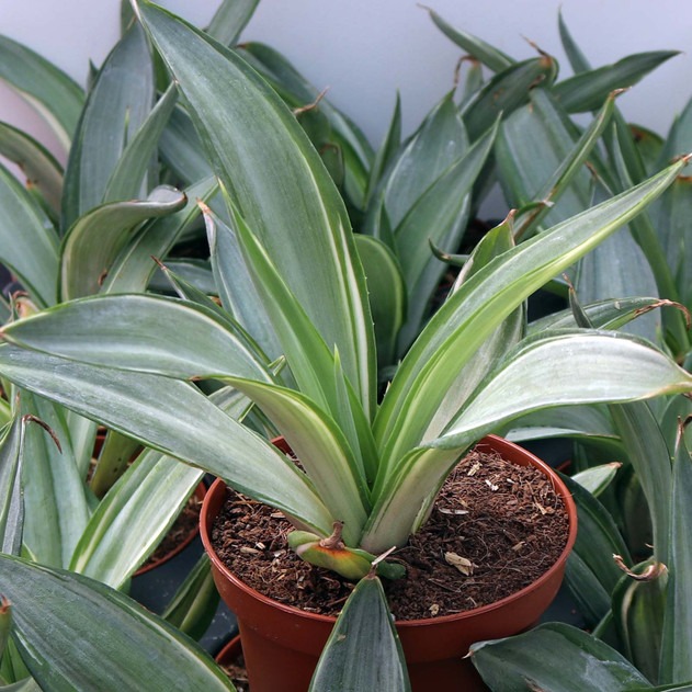 Three Gallon Assorted Agave plants
