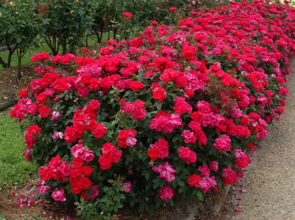 Plant Rose Knockout 3g