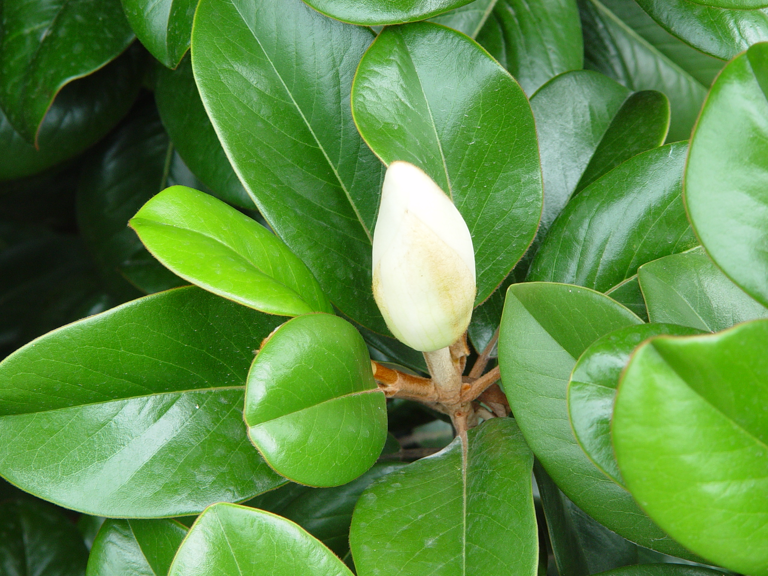 2 Gal. Magnolia Tree Assorted Varieties