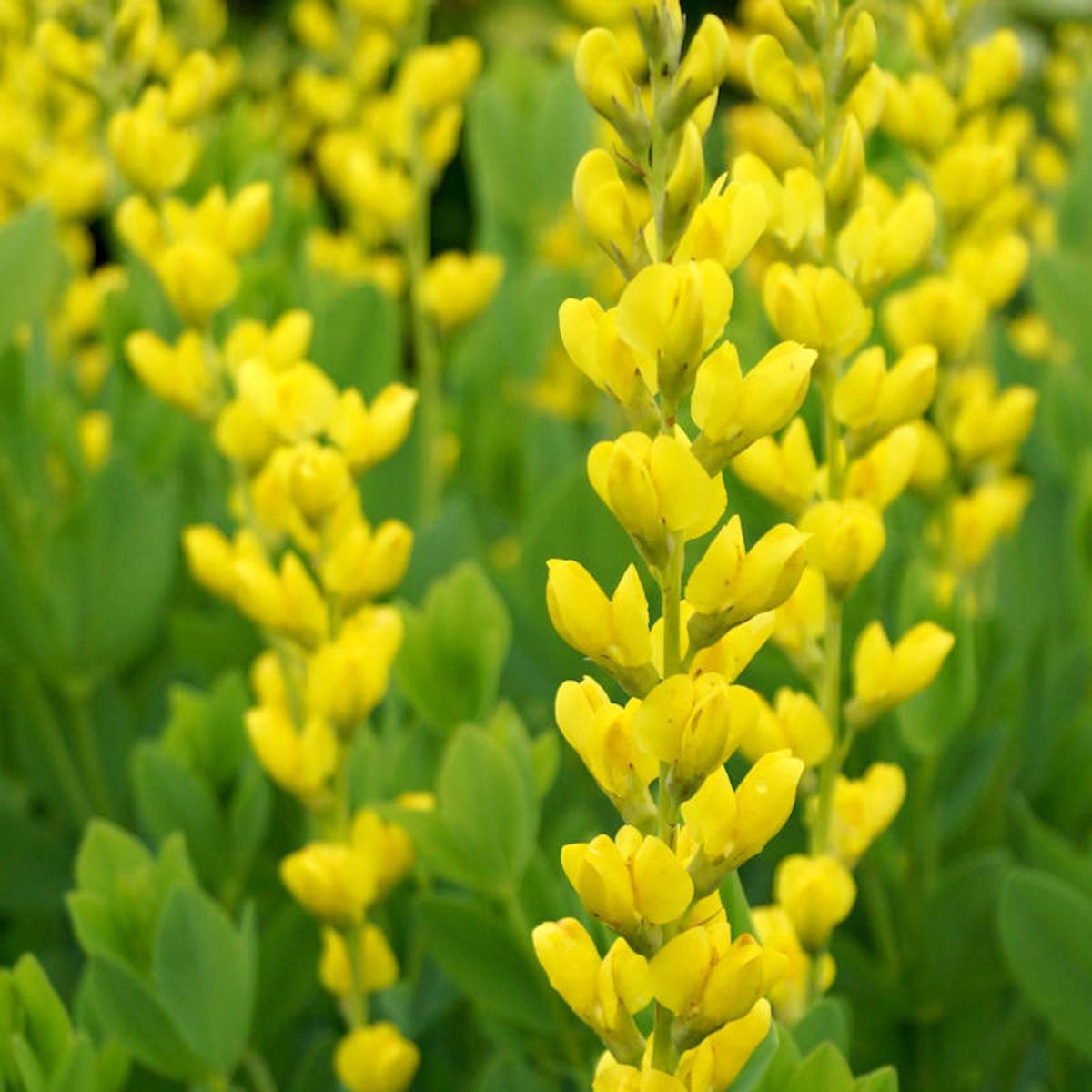 Yellow Wild Indigo Plant - Premium Baptisia sphaerocarpa 1G 