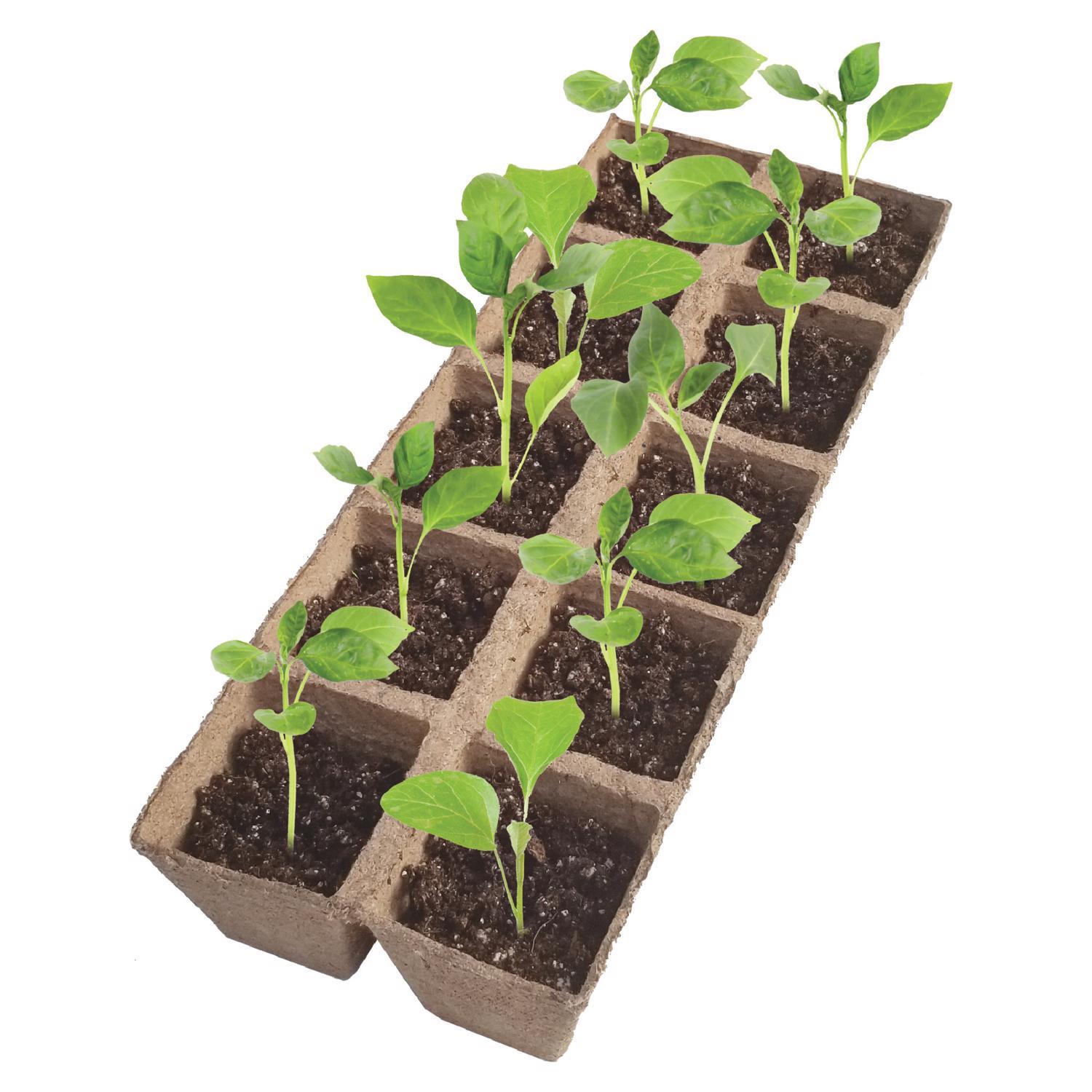 Jiffy 50 Cells 5.5 in. H X 11 in. W X 21 in. L Seed Starting Kit 1 pk