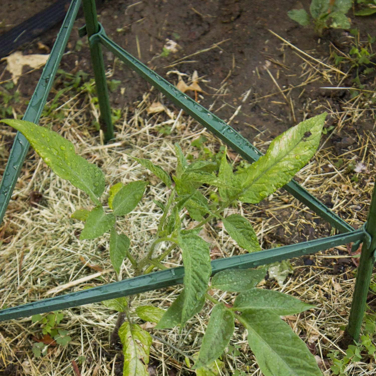 Gardener's Blue Ribbon Green Steel Garden Stakes