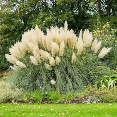 Grass Pampas White #3