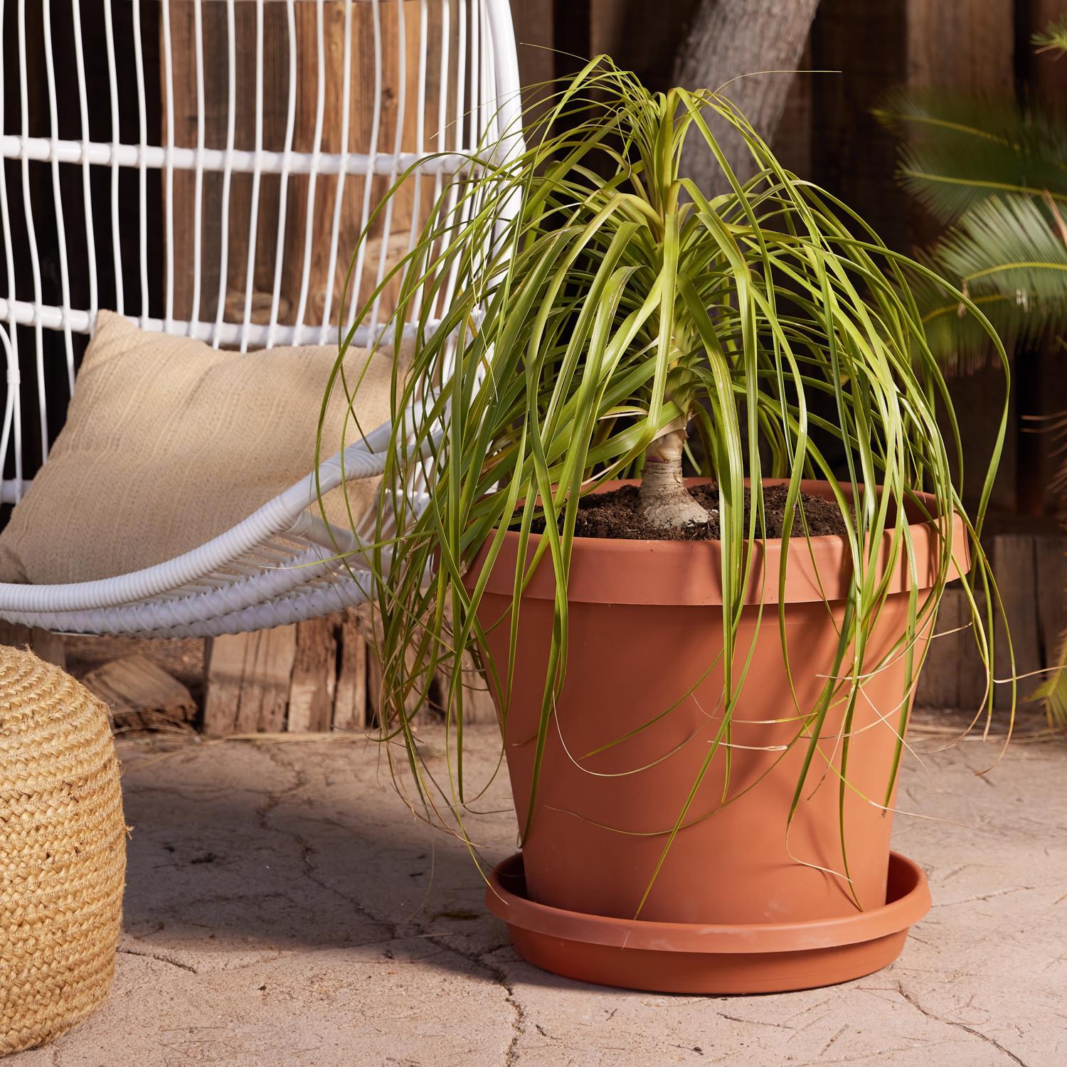 Bloem Terra 17 in. H X 20.5 in. W Resin Traditional Planter Terracotta Clay