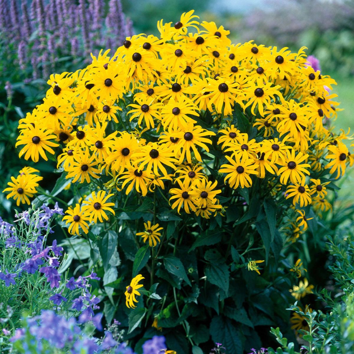 Black Eyed Susan Daisy (Rudbeckia fulgida) - 1G